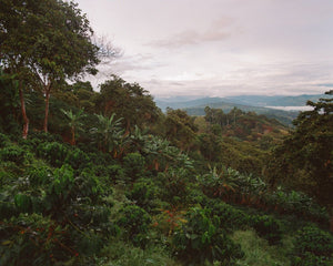 Colombia, Durley Sánchez - Palestina, Huila